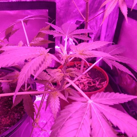 Kali growlog timeline photo