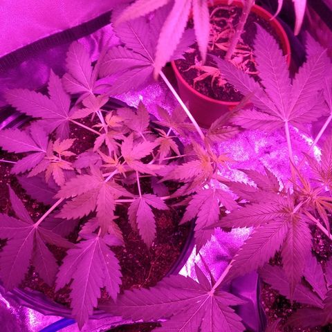 Kali growlog timeline photo