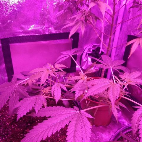 Kali growlog timeline photo
