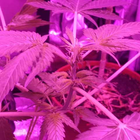 Kali growlog timeline photo