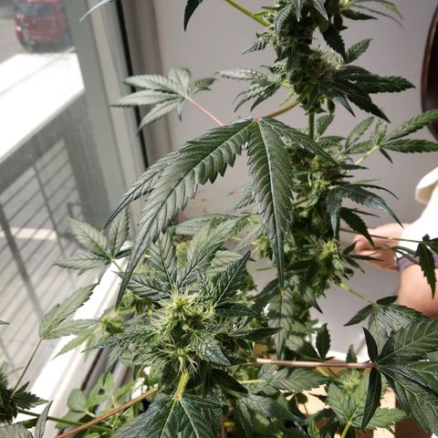 Kali growlog timeline photo