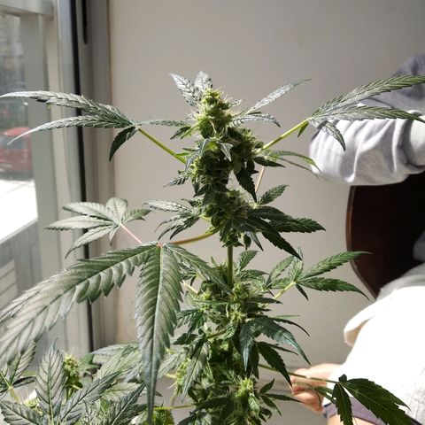 Kali growlog timeline photo