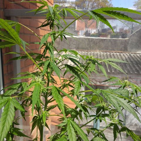 Kali growlog timeline photo