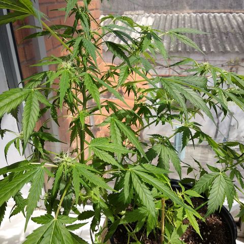 Kali growlog timeline photo