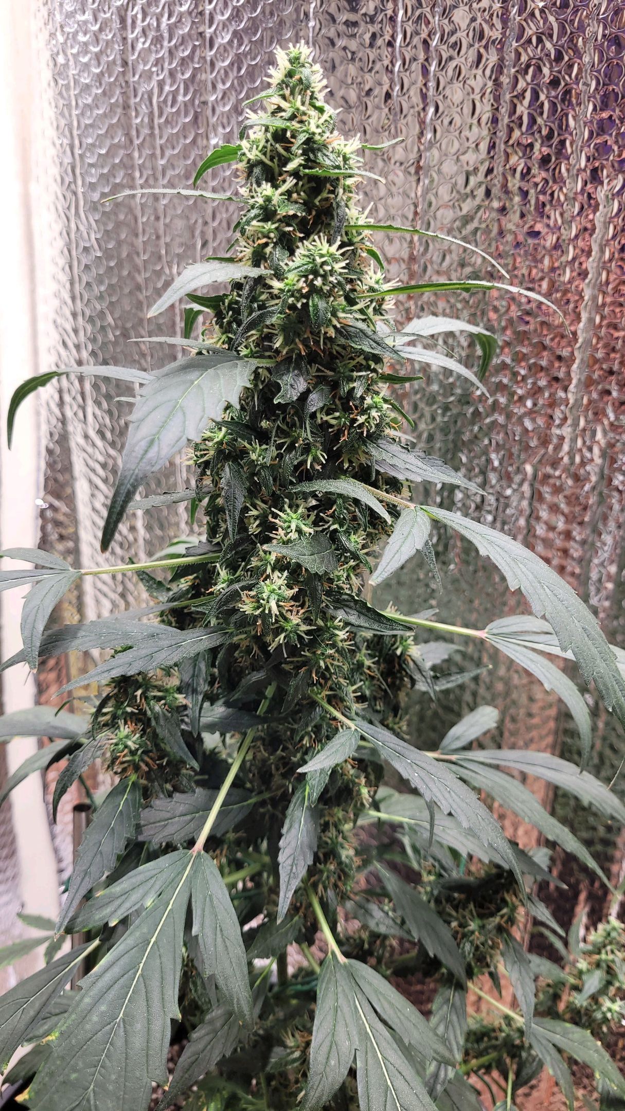 Acapulco Gold Auto growlog header