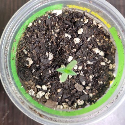 Acapulco Gold auto growlog timeline photo