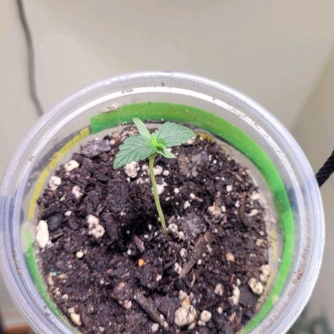 Acapulco Gold auto growlog timeline photo