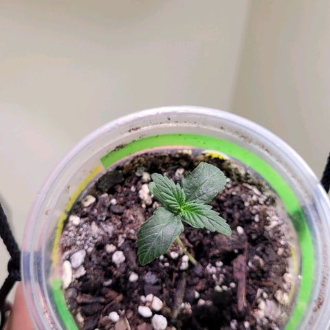 Acapulco Gold auto growlog photo: Specimen stopped acceleration of growth through adjustment of par.