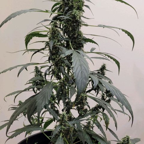 Acapulco Gold Auto growlog photo
