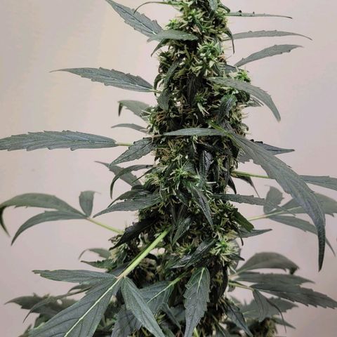 Acapulco Gold Auto growlog photo
