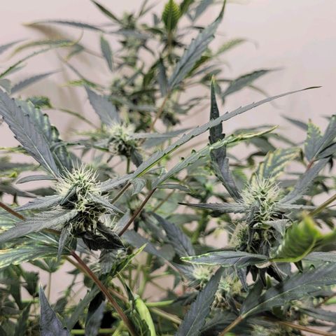 Green crack auto growlog photo: The smell is different and strong. 4 in fan and filter is not enough for this plant.