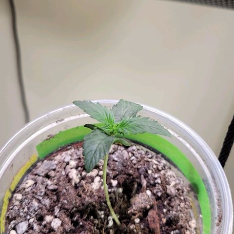 Acapulco Gold auto growlog timeline photo