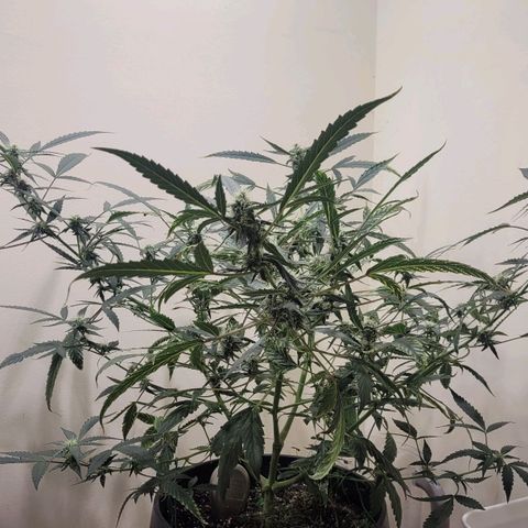 Green crack auto growlog photo: Most bud sites are aligned with the main light now