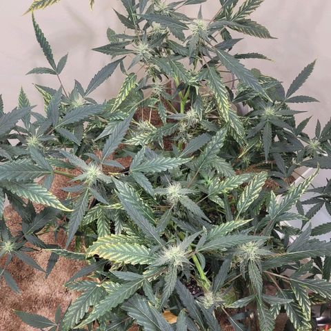 Green crack auto growlog photo: Most bud sites are aligned with the main light now
