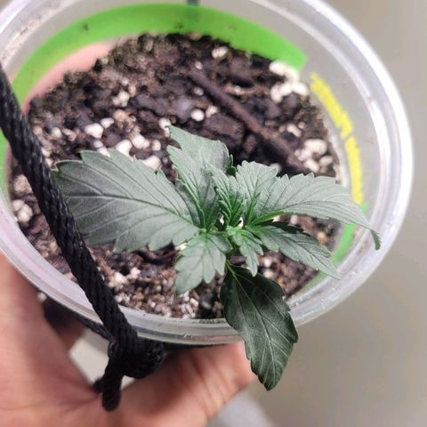 Acapulco Gold auto growlog photo: Might need to give it less light to fix its alignment 