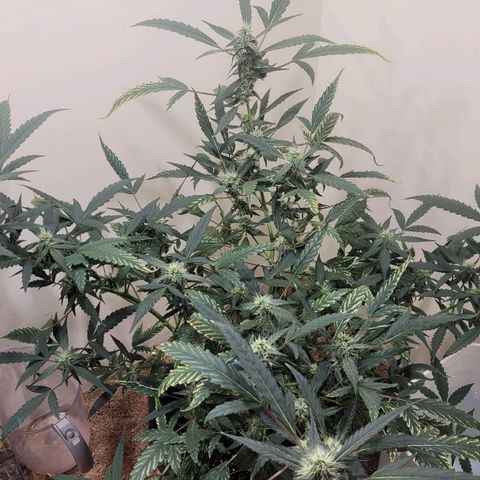 Green crack auto growlog photo: Specimen is recovering from nutrition def.