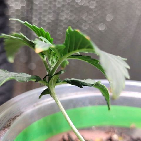 Acapulco Gold auto growlog photo: Working on third node