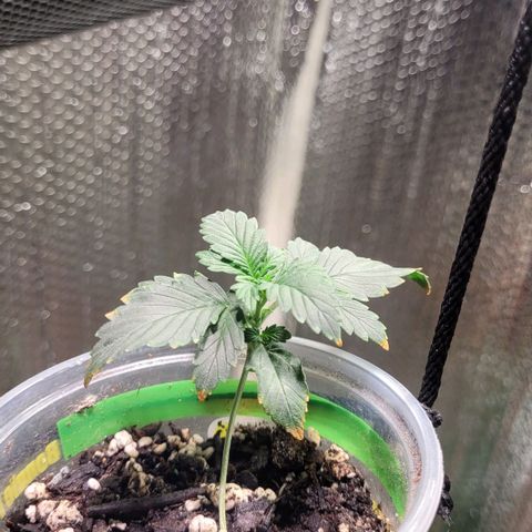 Acapulco Gold auto growlog photo: Definitely need more par 