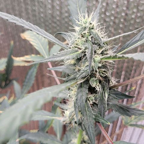 Green crack auto growlog timeline photo