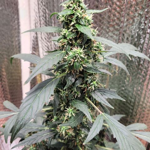 Acapulco Gold Auto growlog photo