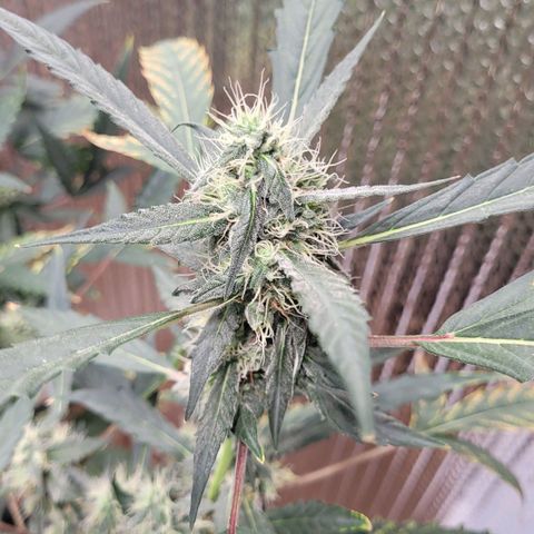 Green crack auto growlog timeline photo