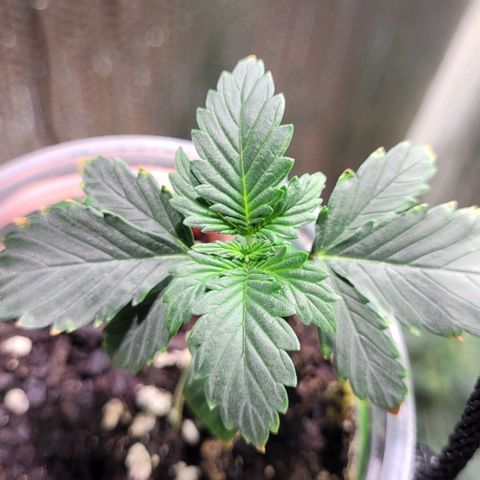 Acapulco Gold auto growlog timeline photo
