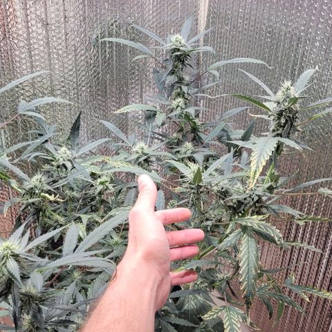 Green crack auto growlog timeline photo