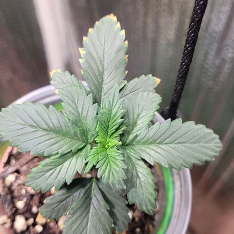 Acapulco Gold auto growlog photo: Almost time to put in final pot