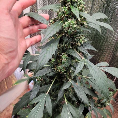 Acapulco Gold Auto growlog photo: More orange has appeared
