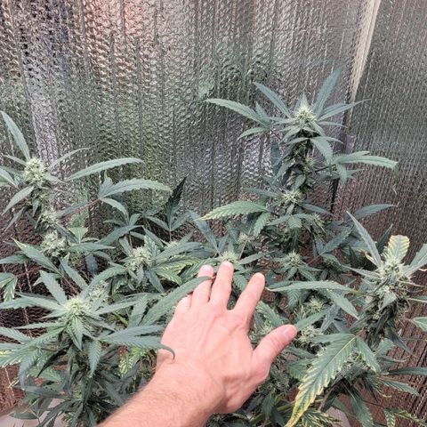 Green crack auto growlog photo: Bud sites are starting to shine