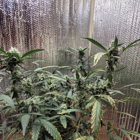 Green crack auto growlog timeline photo