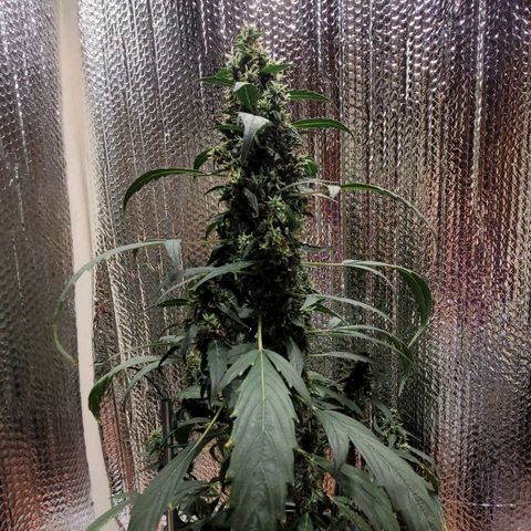 Acapulco Gold Auto growlog timeline photo