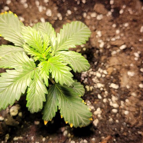 Acapulco Gold auto growlog timeline photo