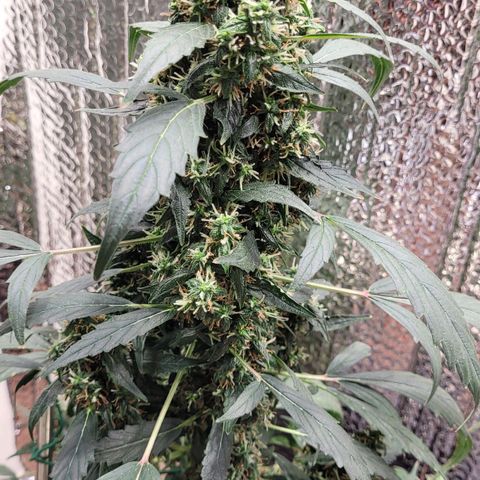 Acapulco Gold Auto growlog timeline photo