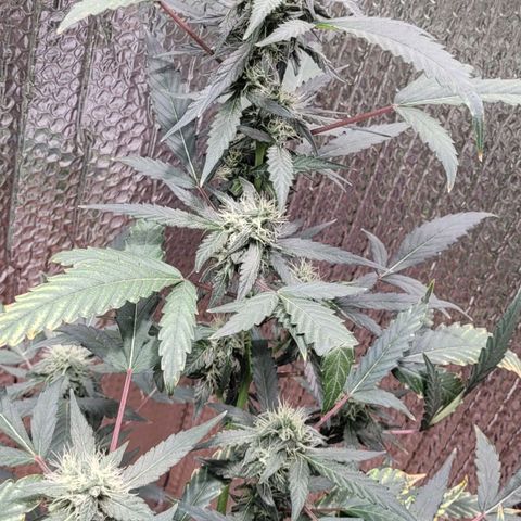 Green crack auto growlog timeline photo