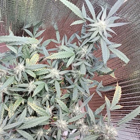 Green crack auto growlog timeline photo