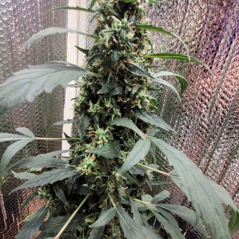 Acapulco Gold Auto growlog timeline photo