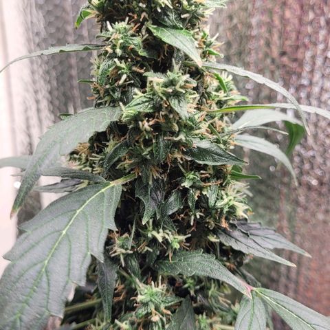 Acapulco Gold Auto growlog photo: New growth still appearing 