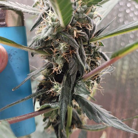 Green crack auto growlog photo: New growth still appearing 