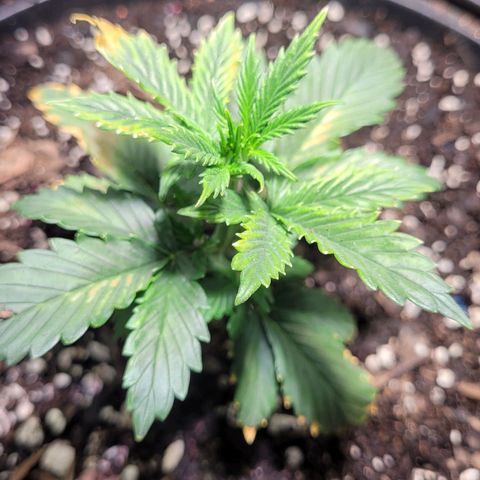 Acapulco Gold auto growlog photo: Ff a little too much for this one