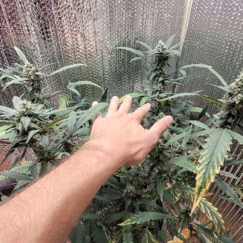 Green crack auto growlog timeline photo