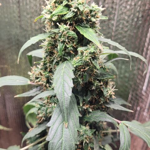 Acapulco Gold Auto growlog timeline photo