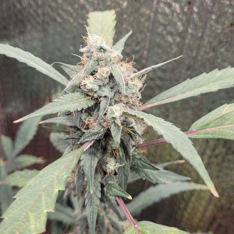 Green crack auto growlog timeline photo