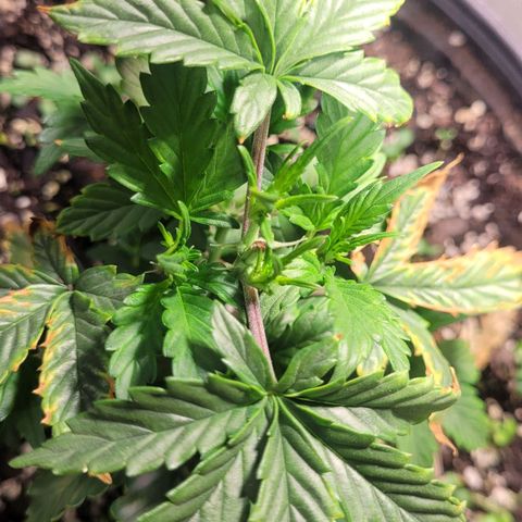 Acapulco Gold auto growlog timeline photo