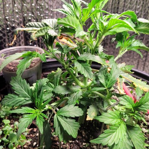 Acapulco Gold auto growlog timeline photo