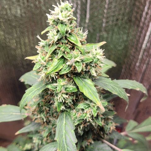 Acapulco Gold Auto growlog photo: New growth still appearing 