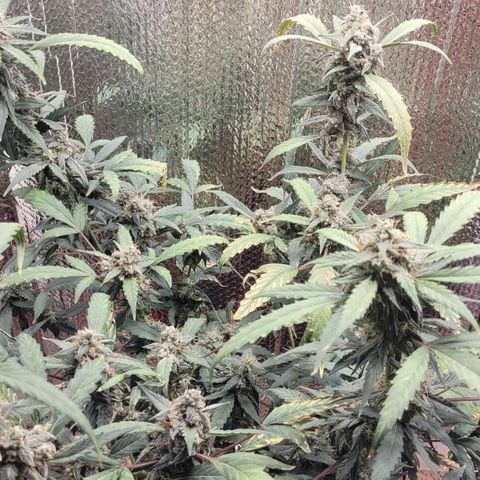 Green crack auto growlog photo: Specimen is very resinous. Tricomes have increased in production. Plant smells of its genetics.