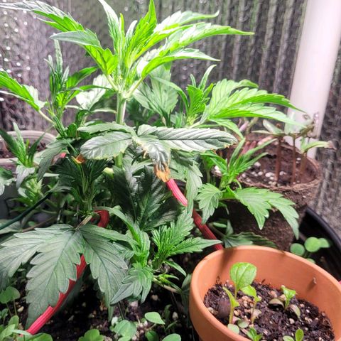 Acapulco Gold auto growlog photo: Hst and lst administered. 