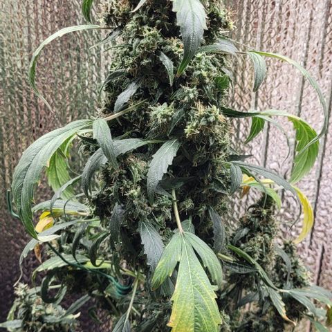 Acapulco Gold Auto growlog timeline photo