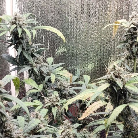 Green crack auto growlog timeline photo